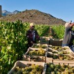 Wine of South Africa
