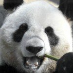 b.panda